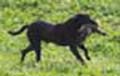Payton training